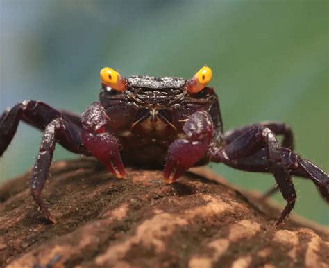 Vampire Crab Care: Expert Tips & Behavior Insights .